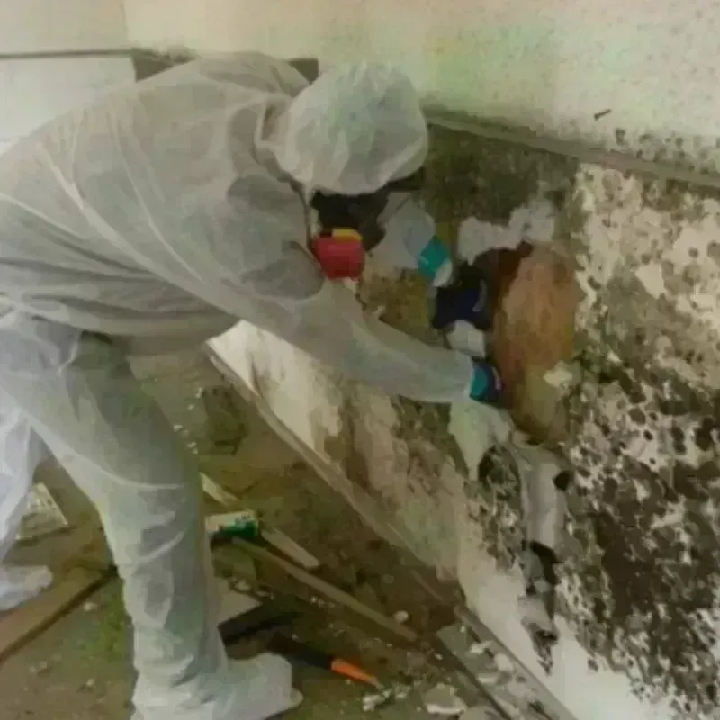 Mold Remediation and Removal in Delta, CO